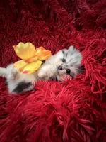 RESERVED, a female Pomeranian for sale in Union Bridge, MD – Photo 6 of 9