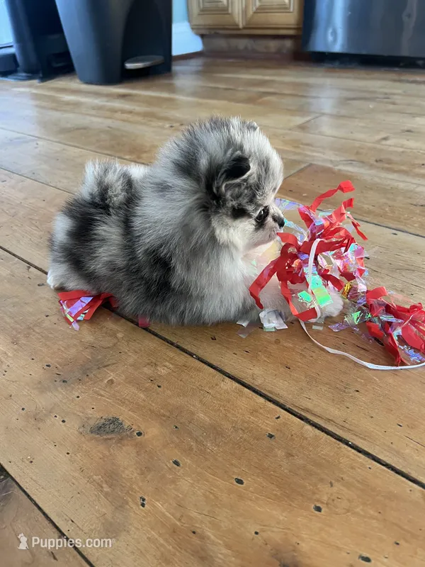 RESERVED, a female Pomeranian for sale in Union Bridge, MD – Photo 1 of 9