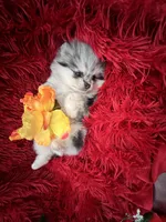 RESERVED, a female Pomeranian for sale in Union Bridge, MD – Photo 3 of 9