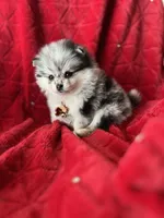 RESERVED, a female Pomeranian for sale in Union Bridge, MD – Photo 2 of 9