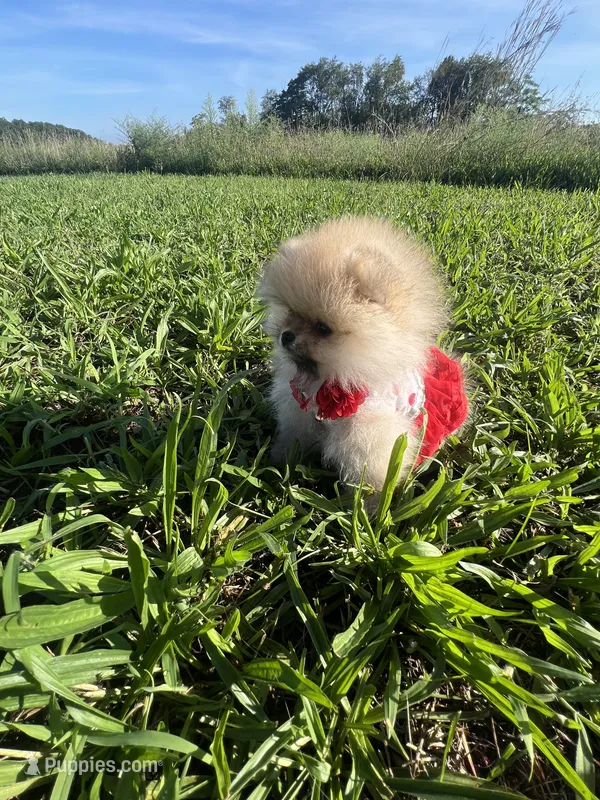 PURSE SIZE TEDDYBEAR – Pomeranian puppy for sale in Union Bridge, MD