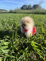 RESERVED, a female Pomeranian for sale in Union Bridge, MD – 2 of 9