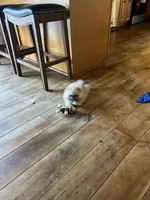 RESERVED, a female Pomeranian for sale in Union Bridge, MD – 7 of 9