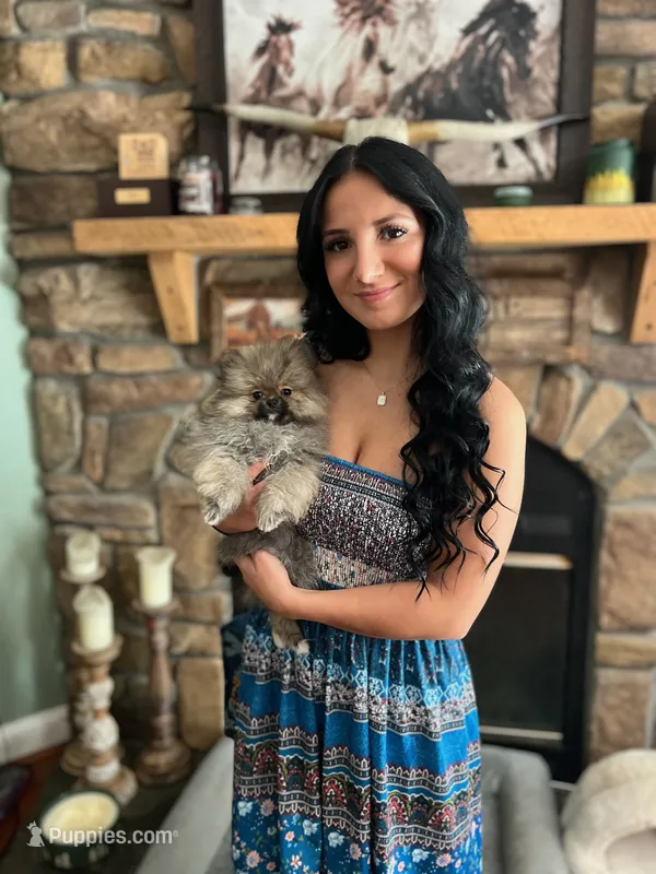 TALKING TEDDYBEAR  – Pomeranian puppy for sale in Union Bridge, MD