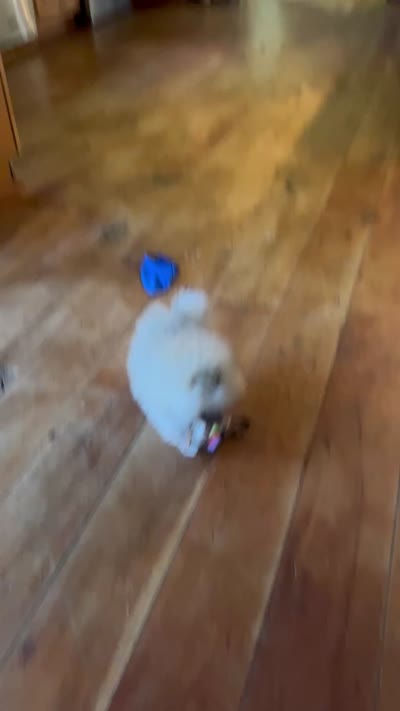 RESERVED, a female Pomeranian for sale in Union Bridge, MD – 8 of 9