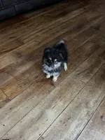 DOLL BABY DOLLY, a female Pomeranian for sale in Union Bridge, MD – 2 of 3