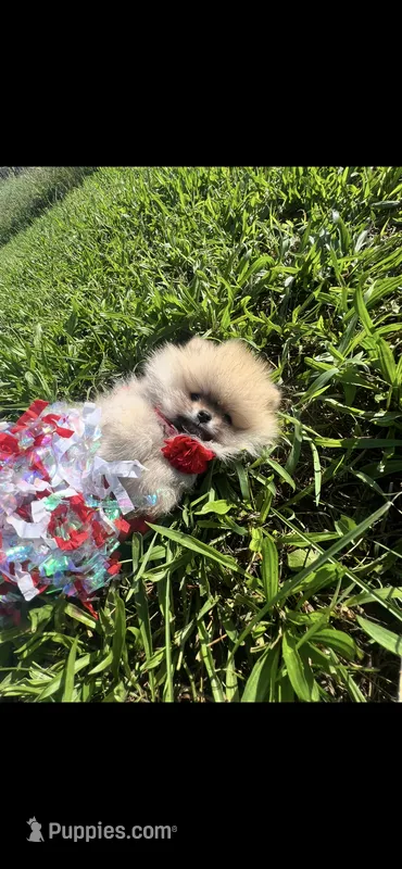 PURSE SIZE TEDDYBEAR – Pomeranian puppy for sale in Union Bridge, MD