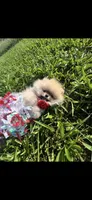 PURSE SIZE TEDDYBEAR, a female Pomeranian for sale in Union Bridge, MD – 2 of 3