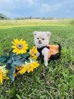 HONEY BOO BOO 🥰, a female Pomeranian for sale in Union Bridge, MD – 7 of 7