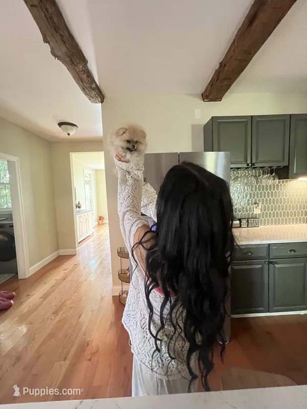 PURSE SIZE TEDDYBEAR – Pomeranian puppy for sale in Union Bridge, MD