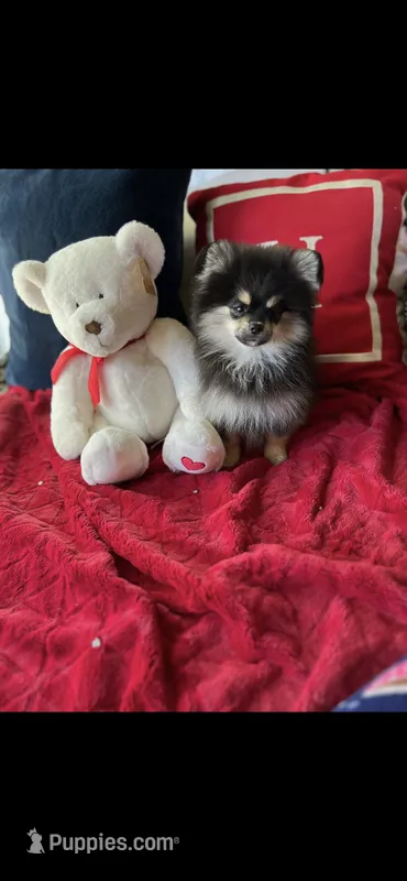 DOLL BABY DOLLY – Pomeranian puppy for sale in Union Bridge, MD