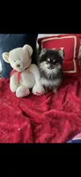 DOLL BABY DOLLY, a female Pomeranian for sale in Union Bridge, MD – 1 of 3