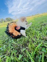 HONEY BOO BOO 🥰, a female Pomeranian for sale in Union Bridge, MD – 3 of 7