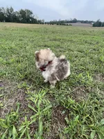 TEDDYBEAR COCO CRUSH, a male Pomeranian for sale in Union Bridge, MD – Photo 5 of 7