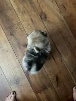 TEDDYBEAR COCO CRUSH, a male Pomeranian for sale in Union Bridge, MD – Photo 4 of 7