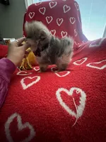 TEDDYBEAR COCO CRUSH, a male Pomeranian for sale in Union Bridge, MD – Photo 3 of 7