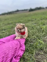 TEDDYBEAR COCO CRUSH, a male Pomeranian for sale in Union Bridge, MD – Photo 6 of 7