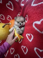 TEDDYBEAR COCO CRUSH, a male Pomeranian for sale in Union Bridge, MD – Photo 2 of 7