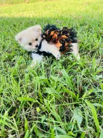 HONEY BOO BOO 🥰, a female Pomeranian for sale in Union Bridge, MD – 2 of 7