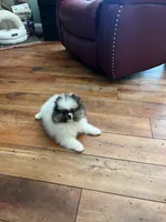 SWEET AND SASSY , a female Pomeranian for sale in Union Bridge, MD – 4 of 5