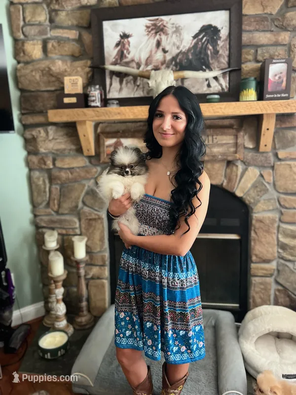 SWEET AND SASSY  – Pomeranian puppy for sale in Union Bridge, MD