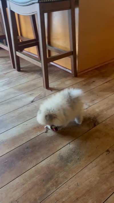 RESERVED, a female Pomeranian for sale in Union Bridge, MD – 9 of 9