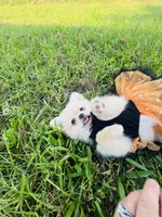 HONEY BOO BOO 🥰, a female Pomeranian for sale in Union Bridge, MD – 5 of 7