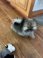 TALKING TEDDYBEAR , a female Pomeranian for sale in Union Bridge, MD – 2 of 3