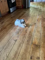 SWEET AND SASSY , a female Pomeranian for sale in Union Bridge, MD – 3 of 5