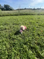 RESERVED, a female Pomeranian for sale in Union Bridge, MD – 6 of 9