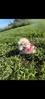 PURSE SIZE TEDDYBEAR, a female Pomeranian for sale in Union Bridge, MD – 3 of 3