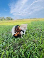 HONEY BOO BOO 🥰, a female Pomeranian for sale in Union Bridge, MD – 4 of 7