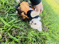 HONEY BOO BOO 🥰, a female Pomeranian for sale in Union Bridge, MD – 6 of 7