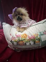 Tiny Tootsie, a female Pomeranian for sale in Union Bridge, MD – Photo 4 of 6