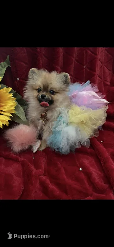 Teacup Tootsie🥰 – Pomeranian puppy for sale in Union Bridge, MD