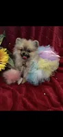 Tiny Tootsie, a female Pomeranian for sale in Union Bridge, MD – Photo 6 of 6