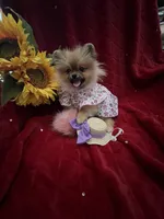 Tiny Tootsie, a female Pomeranian for sale in Union Bridge, MD – Photo 2 of 6