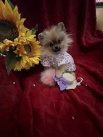 Tiny Tootsie, a female Pomeranian for sale in Union Bridge, MD – Photo 3 of 6