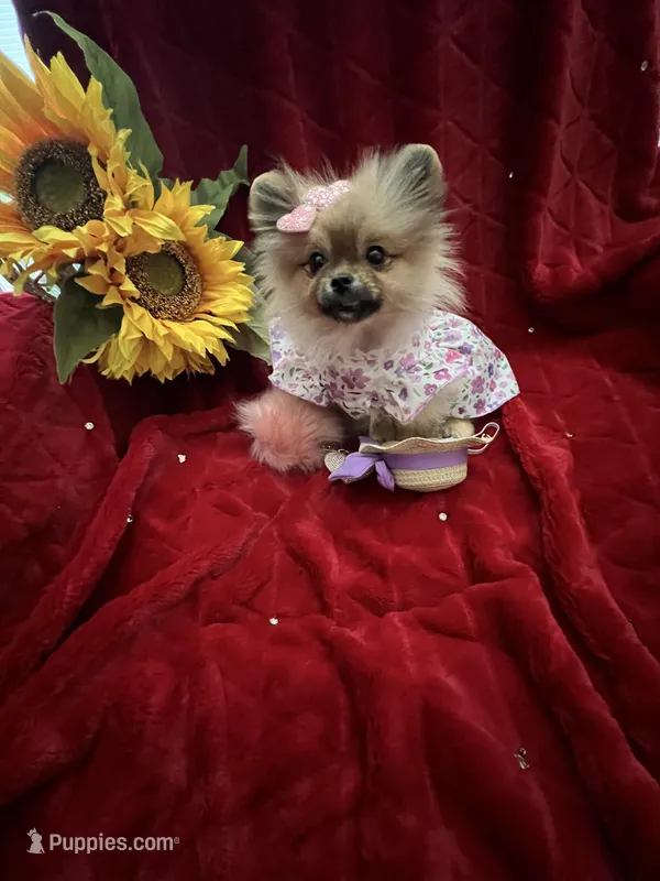 Tiny Tootsie – Pomeranian puppy for sale in Union Bridge, MD