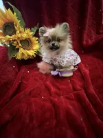 Tiny Tootsie, a female Pomeranian for sale in Union Bridge, MD – Photo 1 of 6