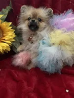 Tiny Tootsie, a female Pomeranian for sale in Union Bridge, MD – Photo 5 of 6