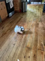 SWEET AND SASSY , a female Pomeranian for sale in Union Bridge, MD – 5 of 5