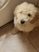 Bruno, a male Goldendoodle for sale in Marion, AR – Photo 2 of 4