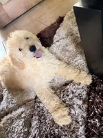 Bruno, a male Goldendoodle for sale in Marion, AR – Photo 4 of 4