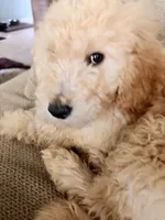 Bruno, a male Goldendoodle for sale in Marion, AR – Photo 3 of 4