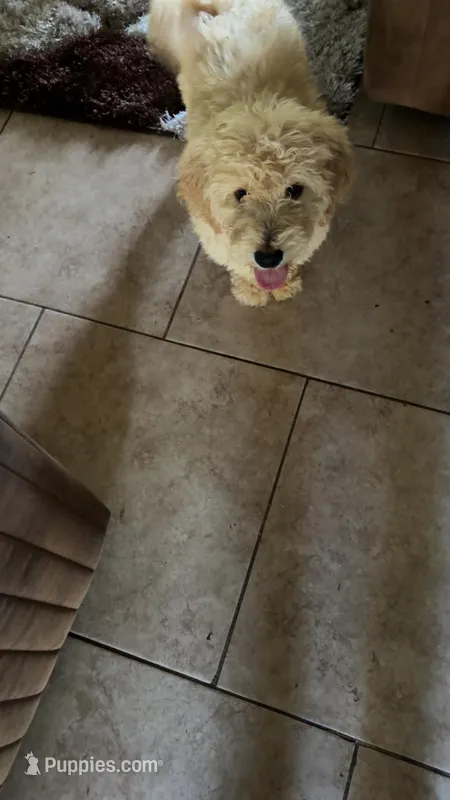 Bruno – Goldendoodle puppy for sale in Marion, AR