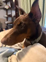Reika , a female Doberman Pinscher for sale in Campbellsville, KY – 1 of 5