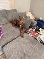 Reika , a female Doberman Pinscher for sale in Campbellsville, KY – 4 of 5