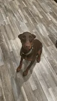 Reika , a female Doberman Pinscher for sale in Campbellsville, KY – 2 of 5