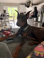 Reika , a female Doberman Pinscher for sale in Campbellsville, KY – 3 of 5